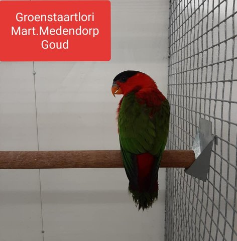 m meedendorp 